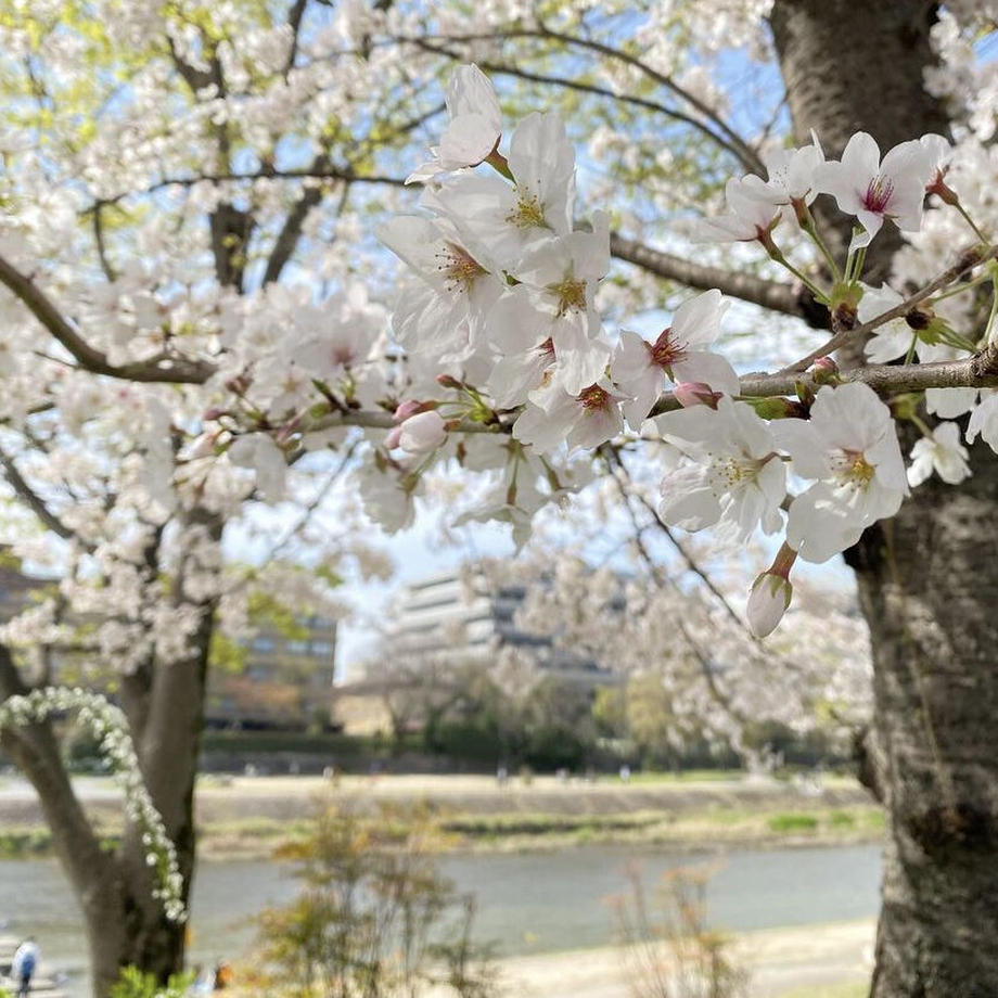 forme.(フォルム) 筆屋-ぺんや- インク 30ml KAMOGAWA CherryBlossoms【ラメ入り】